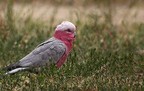 Galah