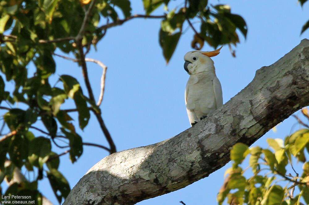 Yellow-crested Cockatooadult, habitat