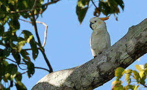 Yellow-crested Cockatoo