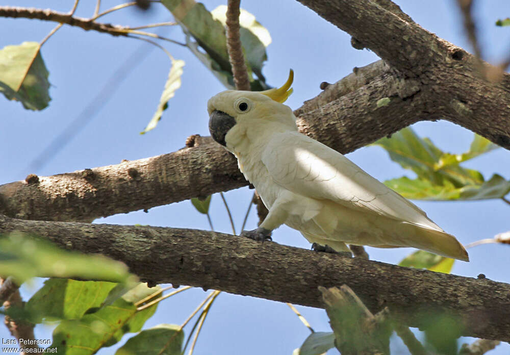 Yellow-crested Cockatooadult, identification