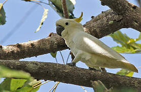 Yellow-crested Cockatoo