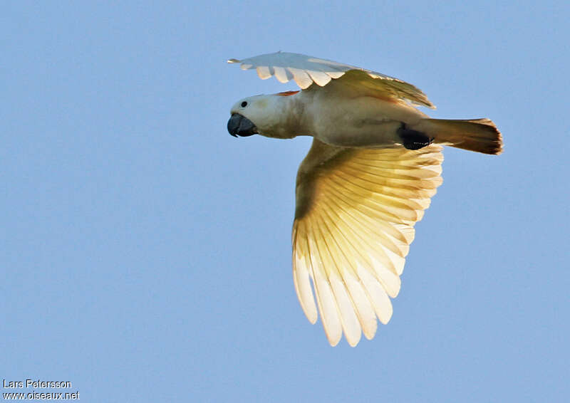 Yellow-crested Cockatooadult, Flight