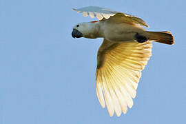 Yellow-crested Cockatoo