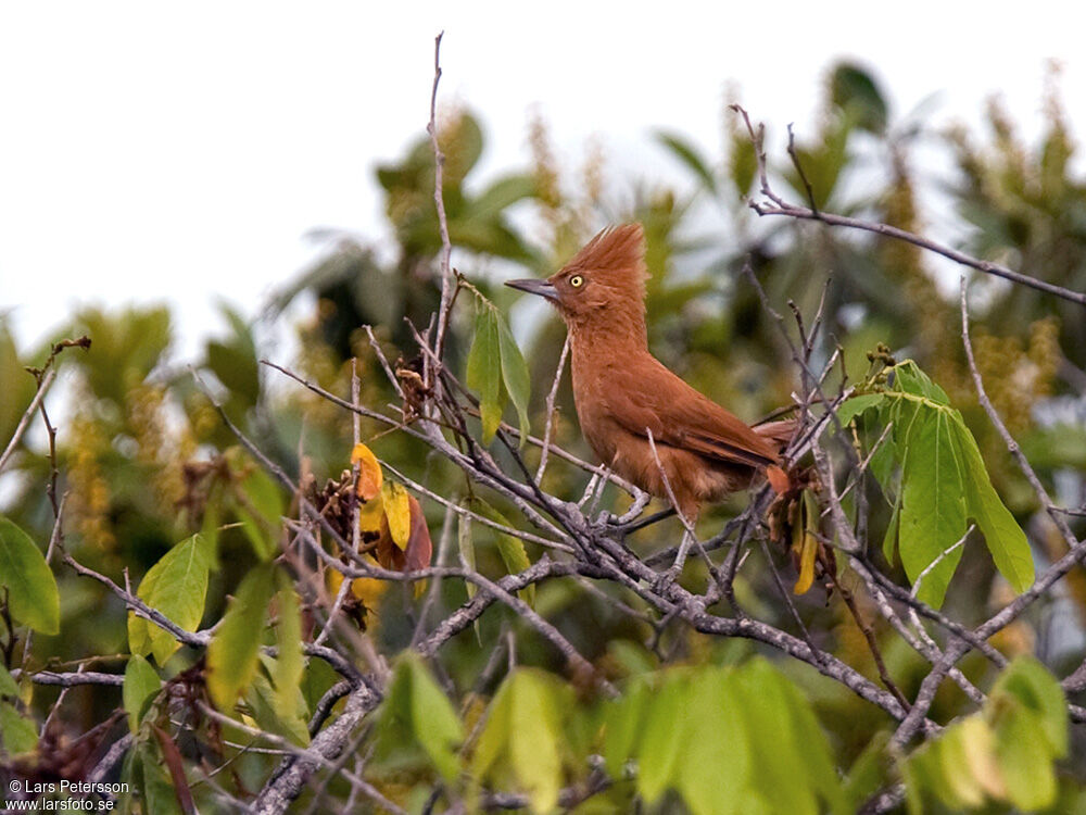 Caatinga Cacholote