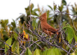 Caatinga Cacholote