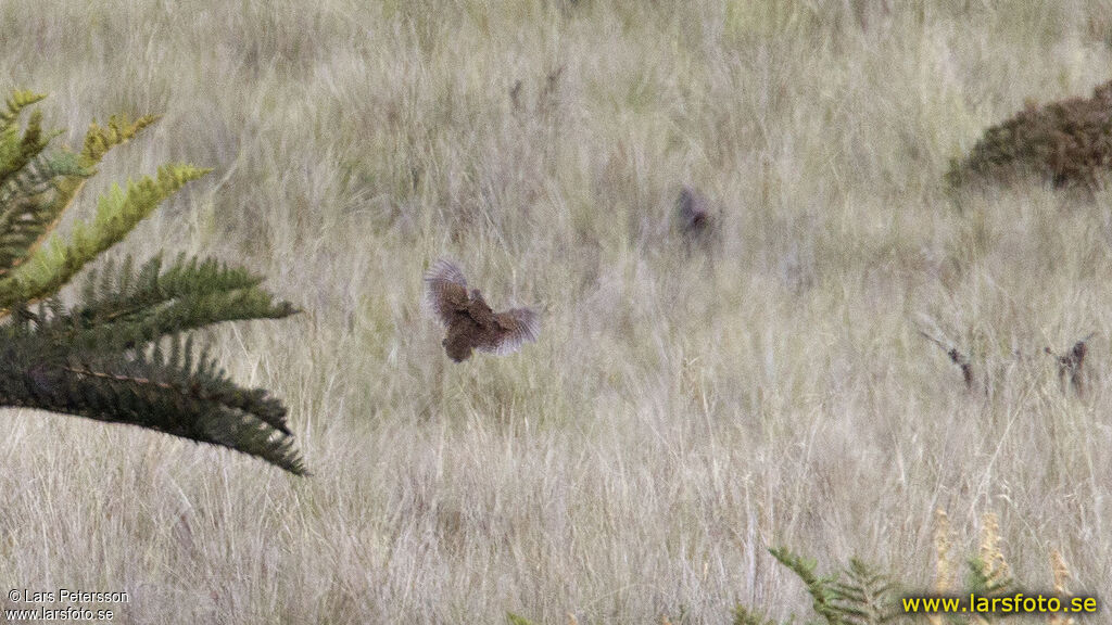 Snow Mountain Quail