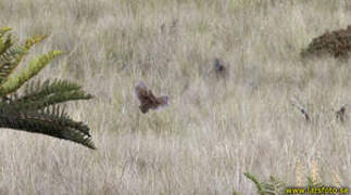 Snow Mountain Quail