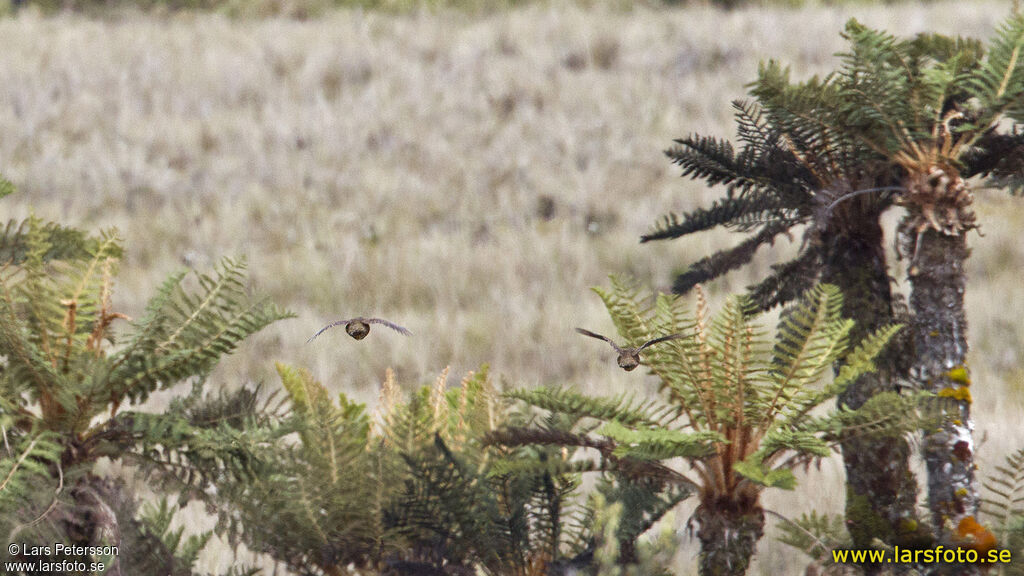 Snow Mountain Quail