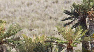 Snow Mountain Quail