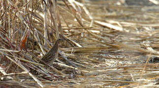 Common Quail