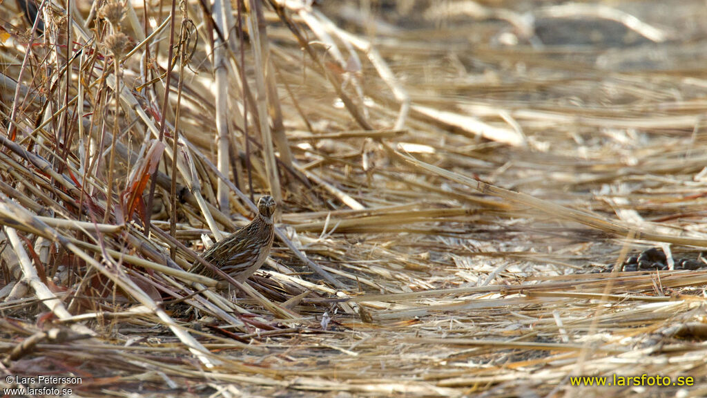 Common Quail