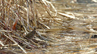 Common Quail