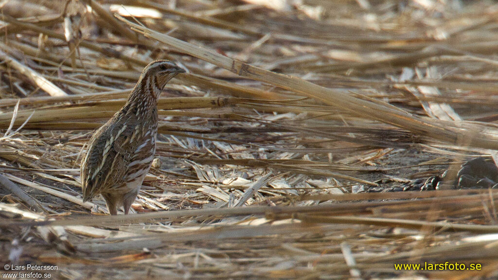 Common Quail