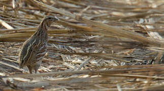 Common Quail