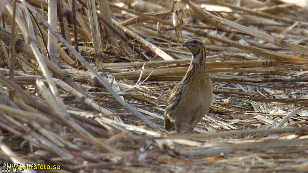 Common Quail