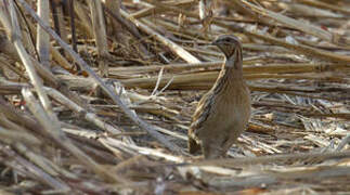 Common Quail