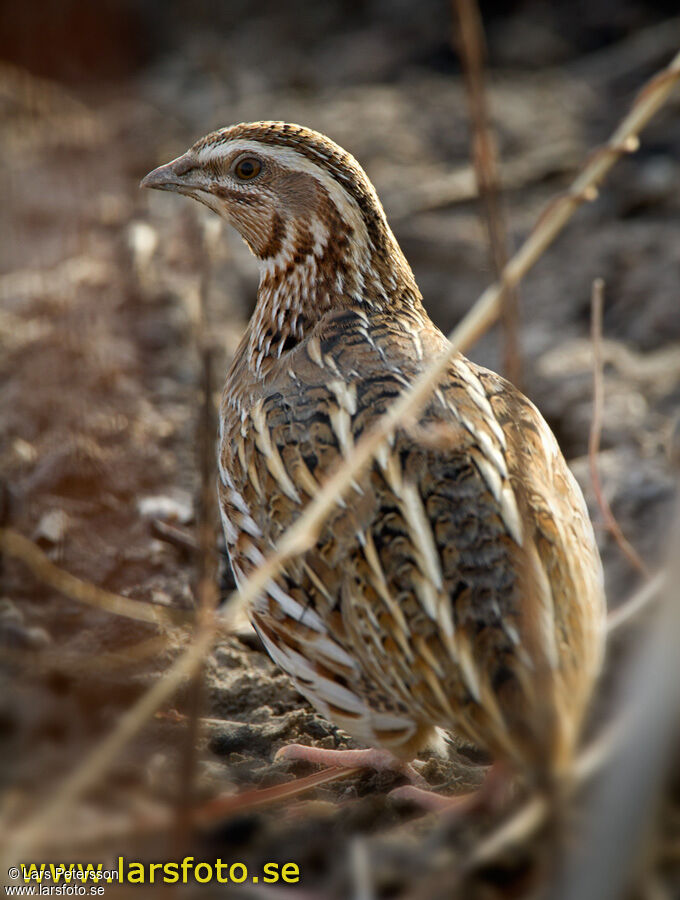 Common Quail