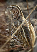 Common Quail