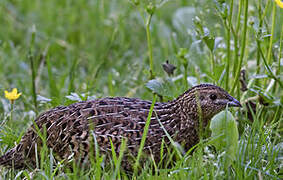 Brown Quail