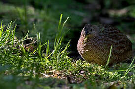 Brown Quail