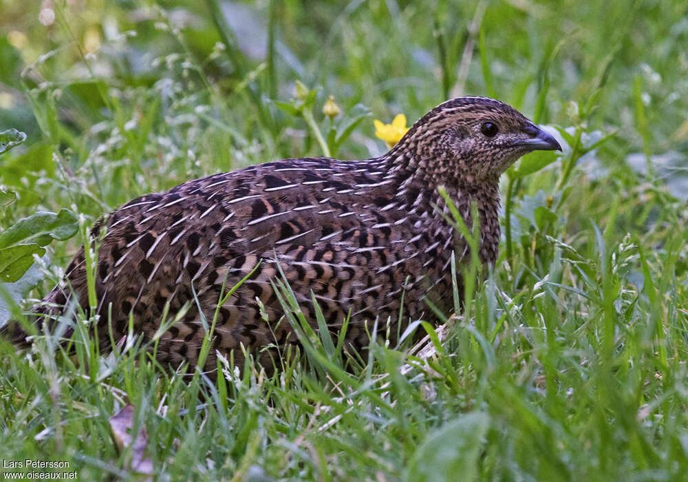 Brown Quailadult, aspect