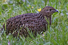 Brown Quail