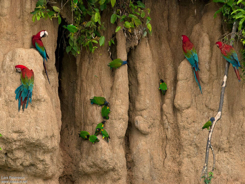 Orange-cheeked Parrotadult