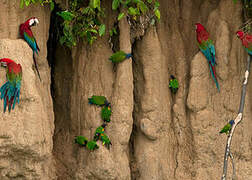 Orange-cheeked Parrot