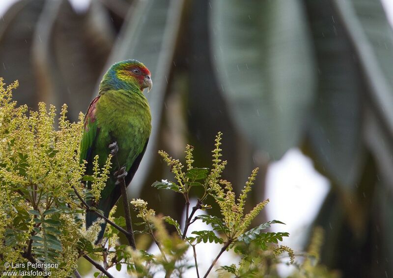 Red-faced Parrot