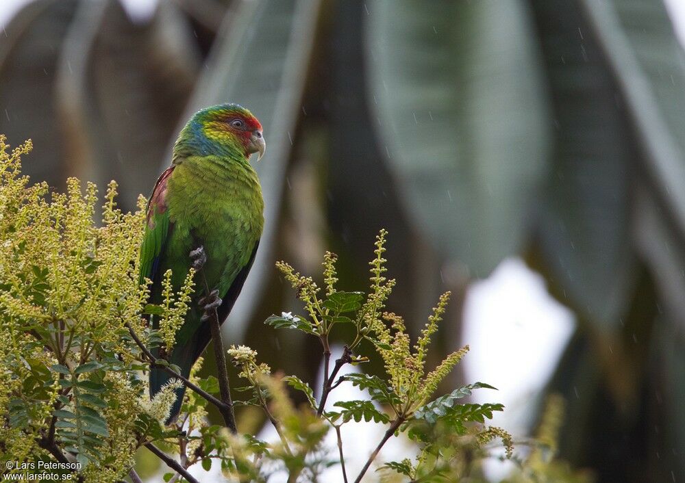 Red-faced Parrot