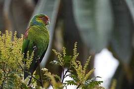 Red-faced Parrot