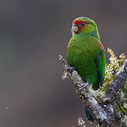 Red-faced Parrot