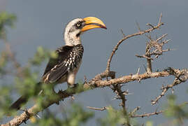 Eastern Yellow-billed Hornbill