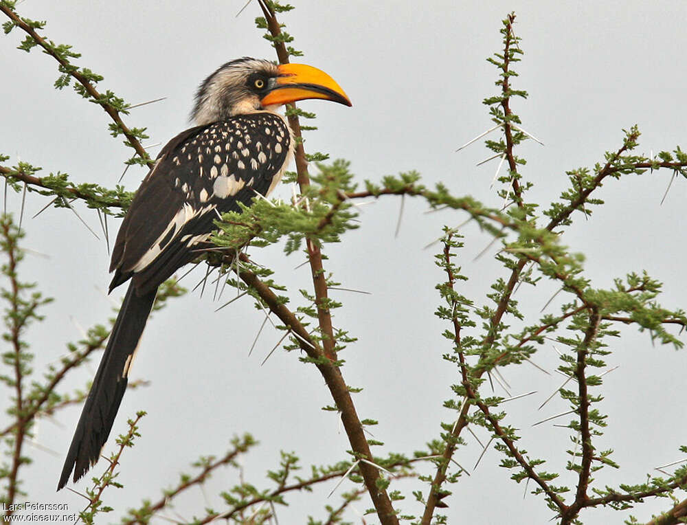 Eastern Yellow-billed Hornbilladult, pigmentation