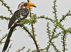 Eastern Yellow-billed Hornbill