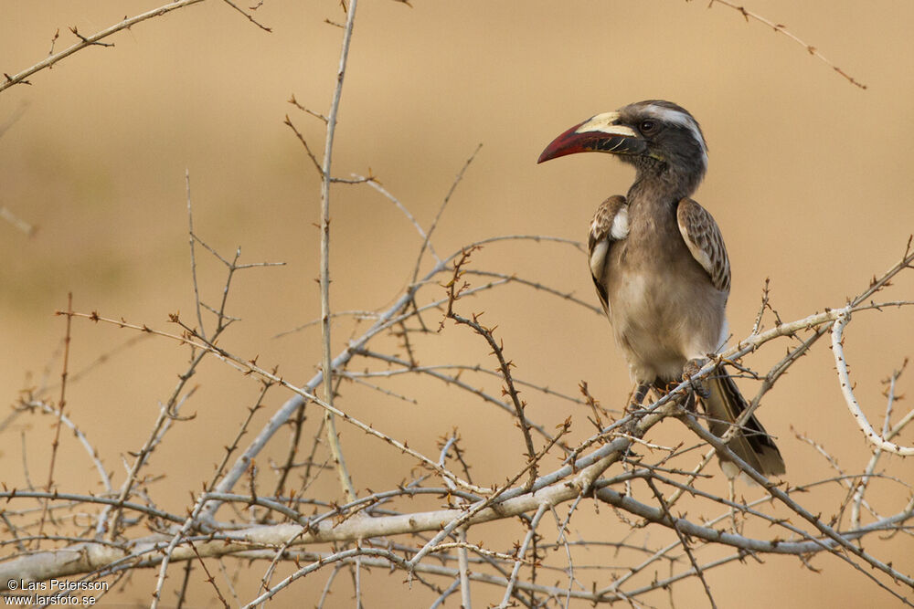 African Grey Hornbill