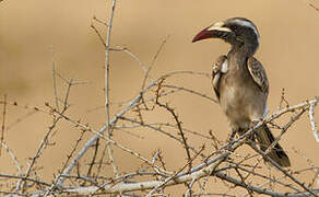 African Grey Hornbill