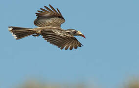 African Grey Hornbill