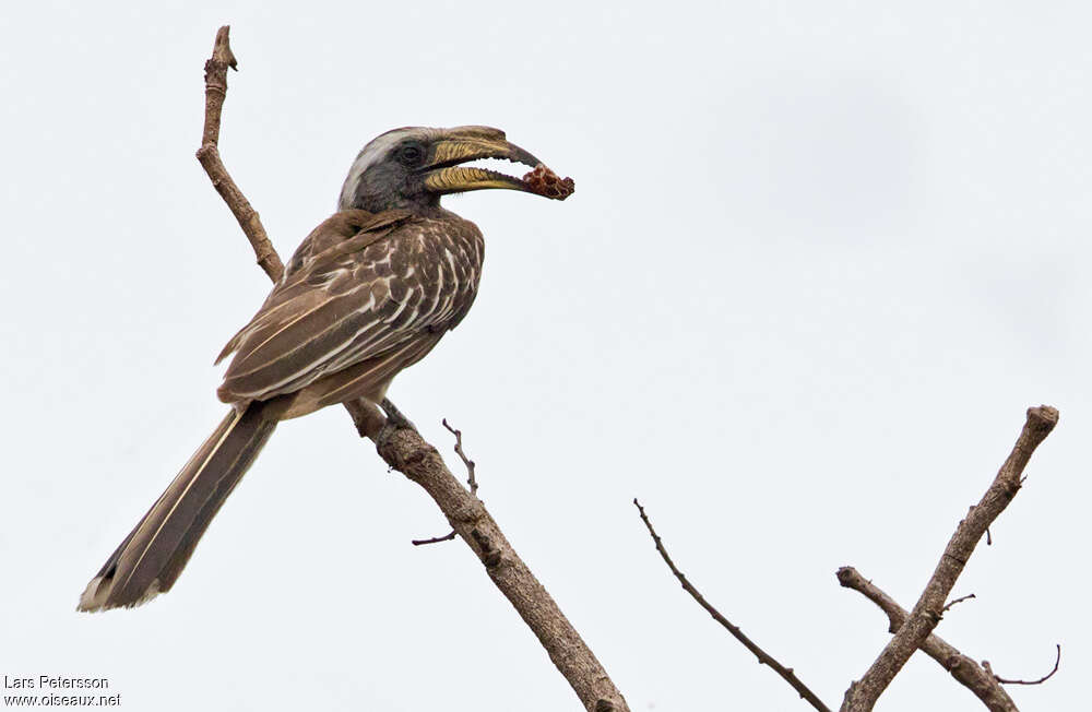 Pale-billed Hornbilladult