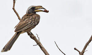 Pale-billed Hornbill