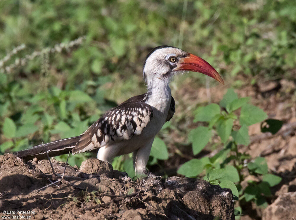 Northern Red-billed Hornbill