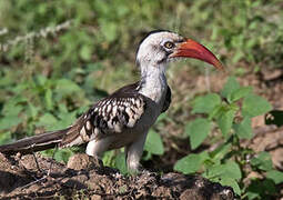 Northern Red-billed Hornbill