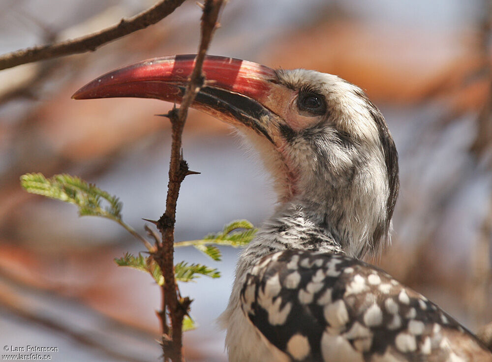 Northern Red-billed Hornbill