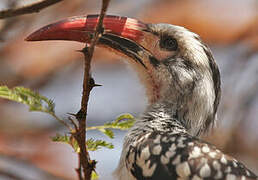 Northern Red-billed Hornbill