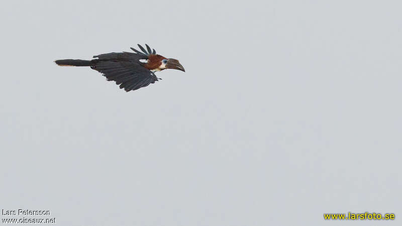 Black-casqued Hornbill female adult, Flight