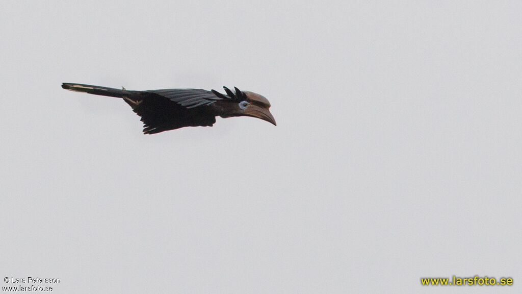 Black-casqued Hornbill