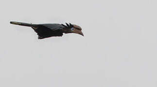 Black-casqued Hornbill