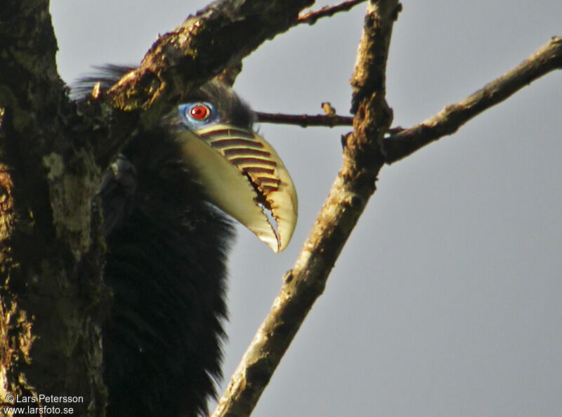 Rufous-necked Hornbill