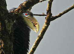 Rufous-necked Hornbill