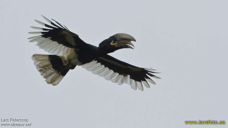 White-thighed Hornbill, Flight